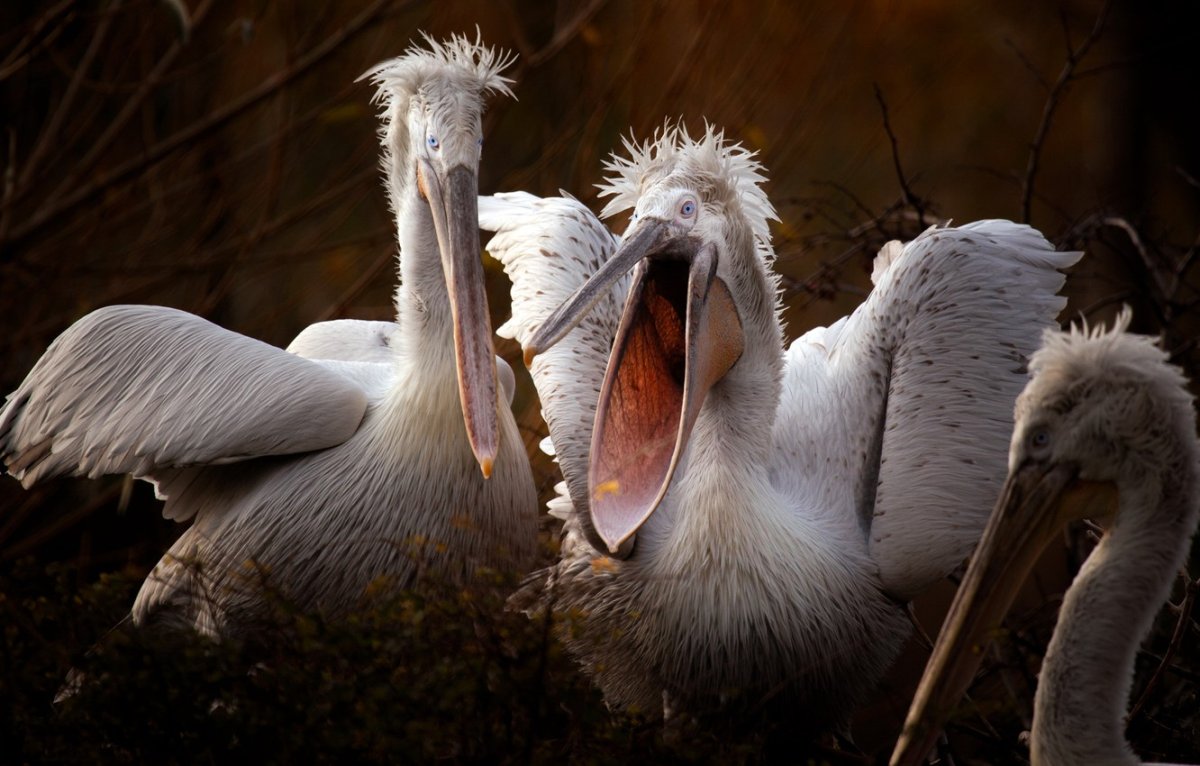 Смех пеликанов