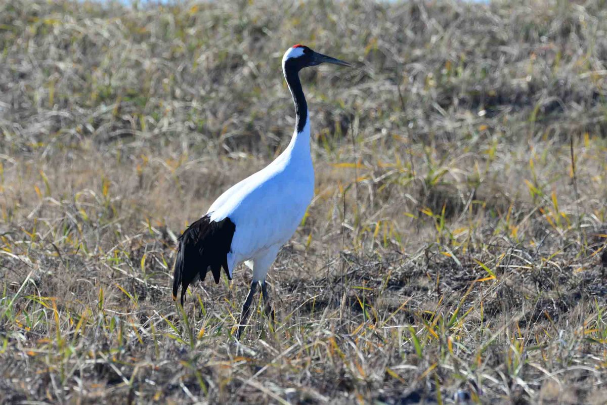 Горихвостка Приморский край