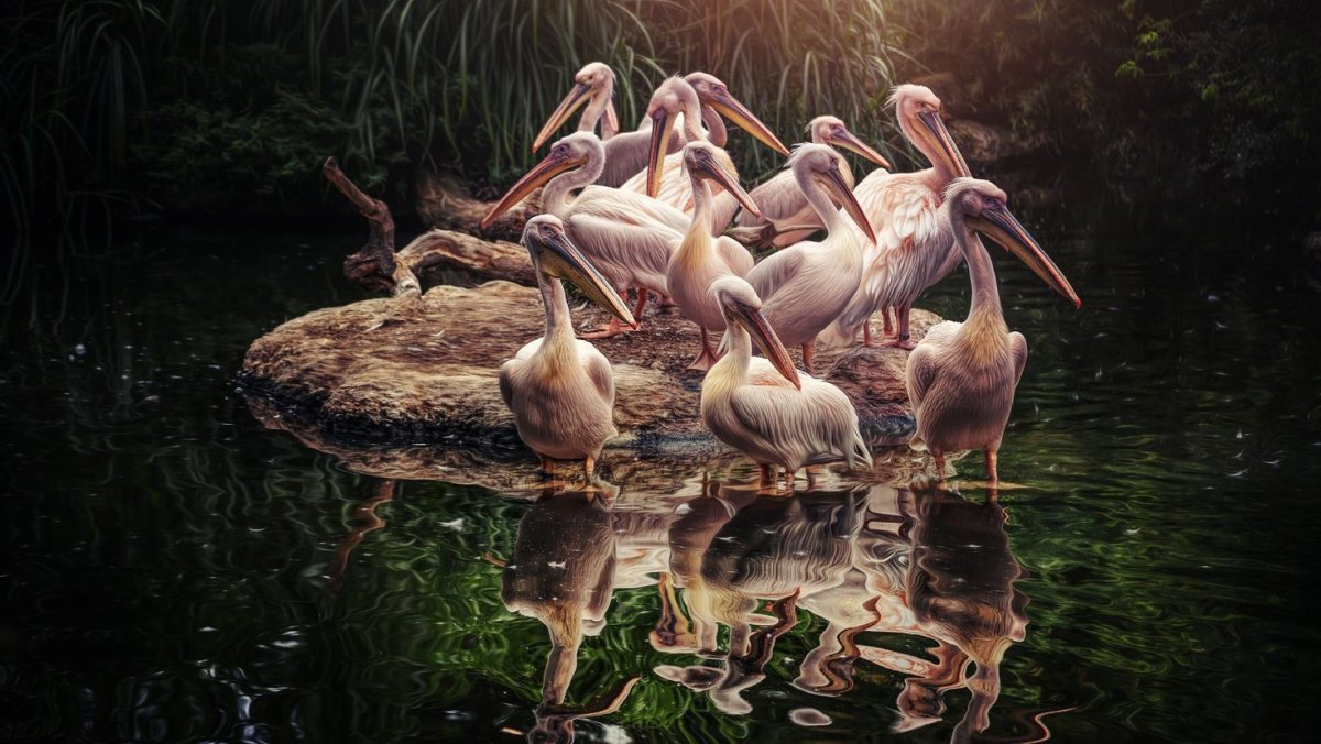 Пеликан обои на рабочий стол