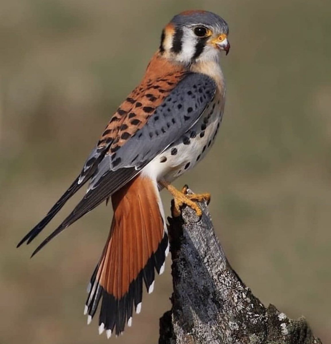 Свиристель Приморский край