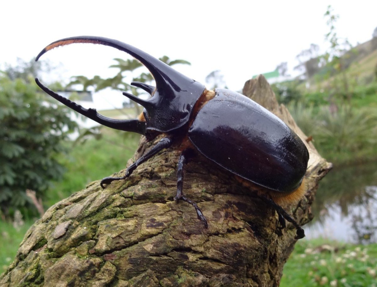 Жук дровосек Титан