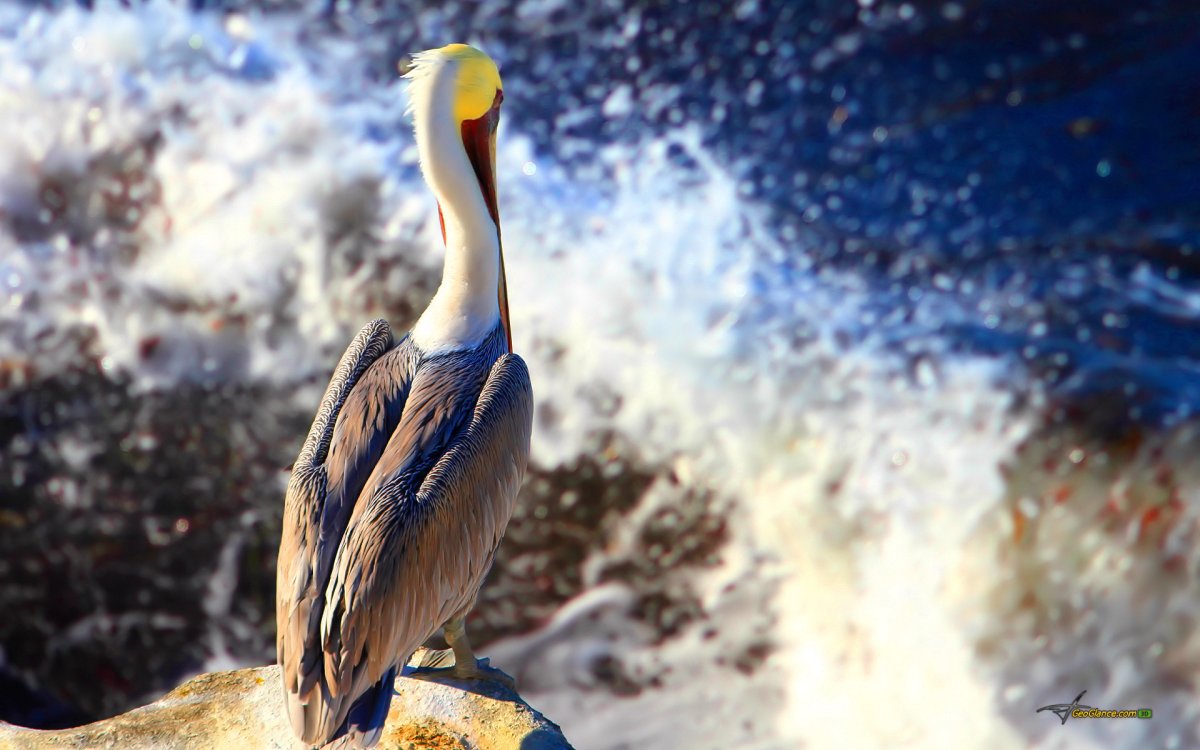 Обои с пеликанами