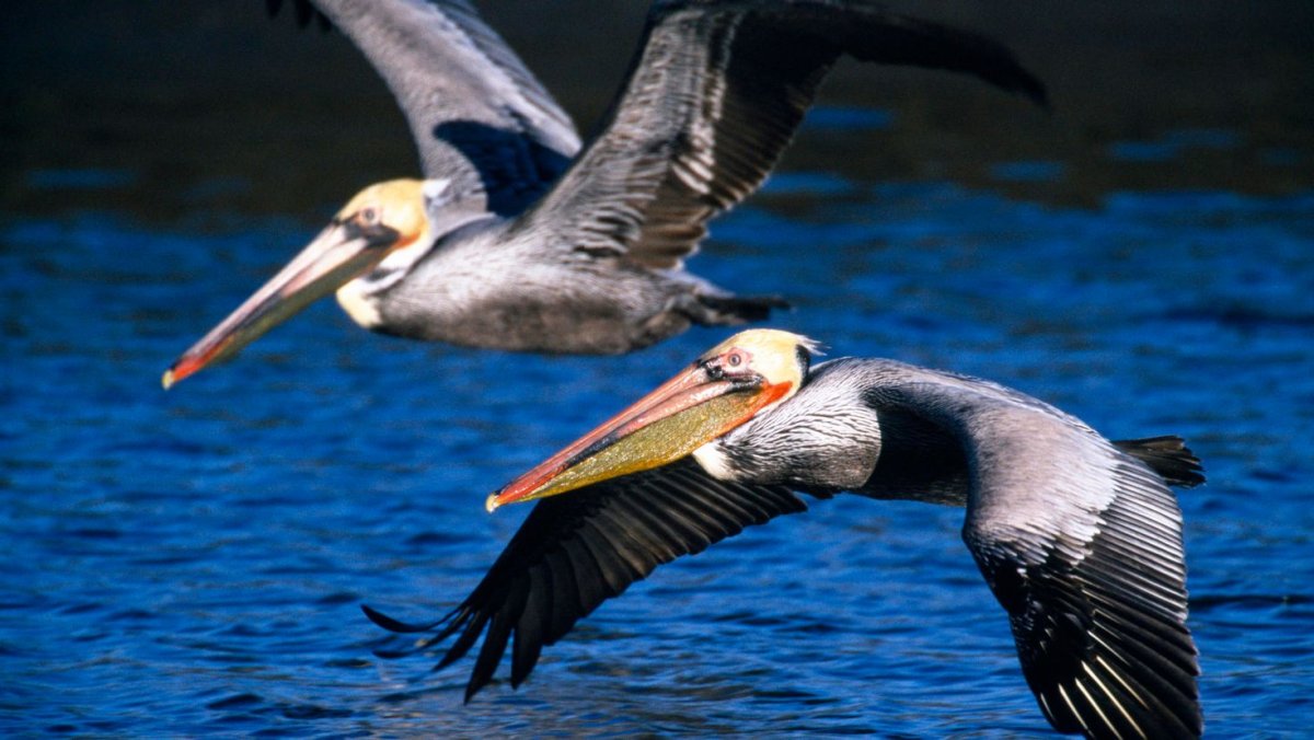 Пеликан птица