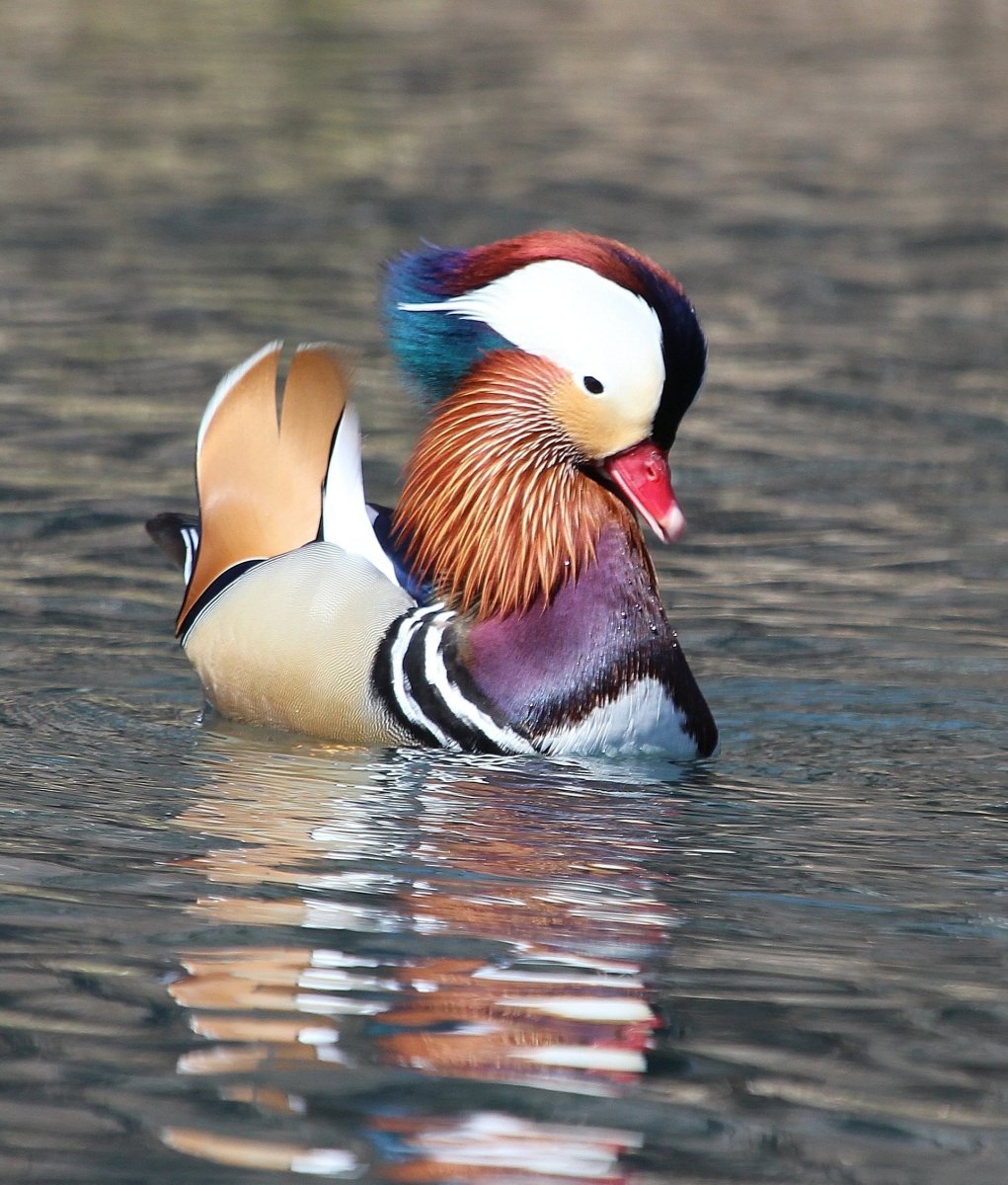 Утка Мандаринка Дальний Восток