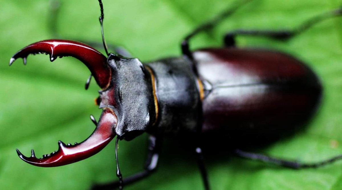 Жук носорог Голиаф