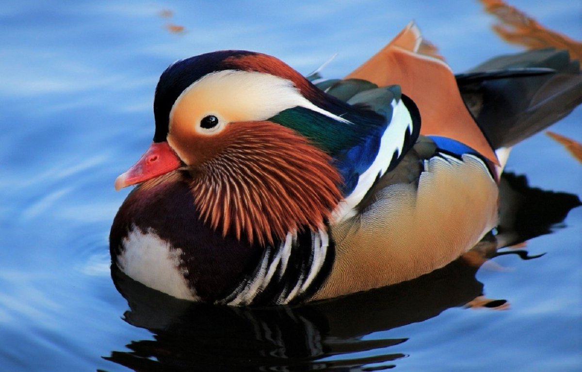 Редкие птицы дальнего Востока