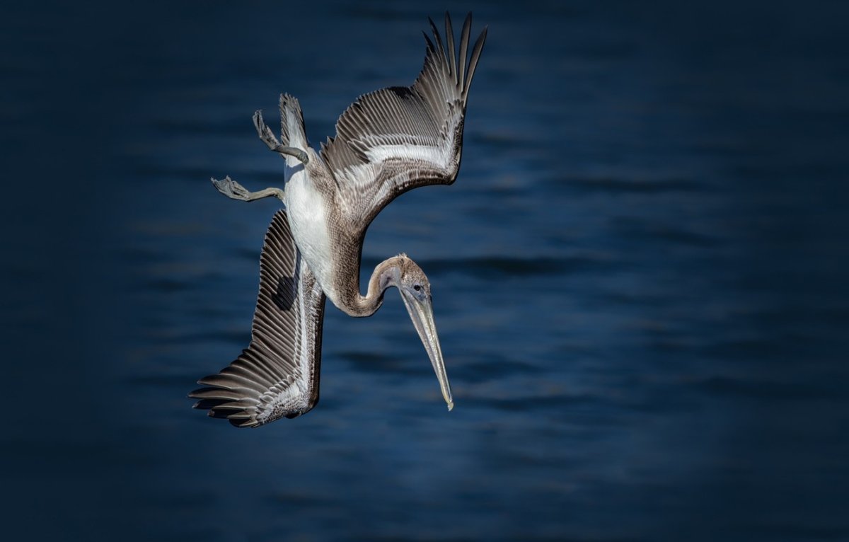 Пеликан охотится