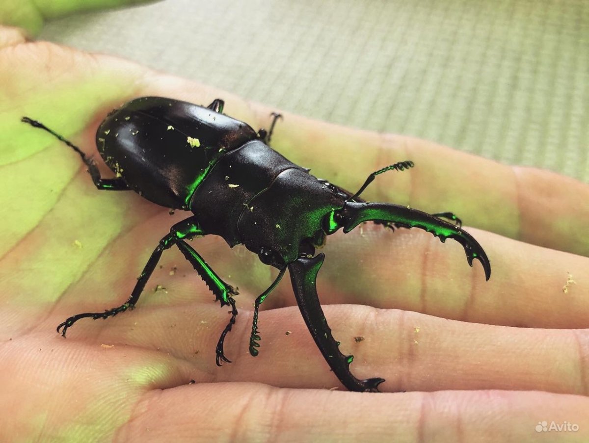 Жук-Голиаф Goliathus goliatus
