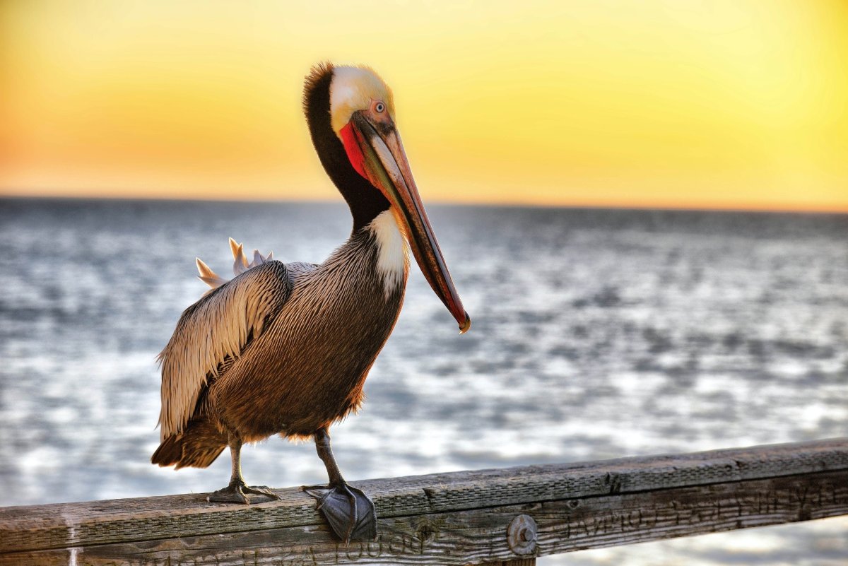 Пеликан обыкновенный