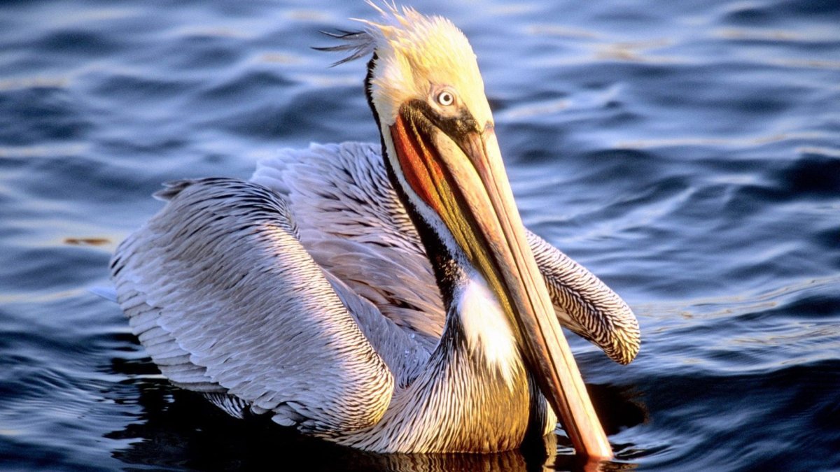 Пеликан водоплавающая птица