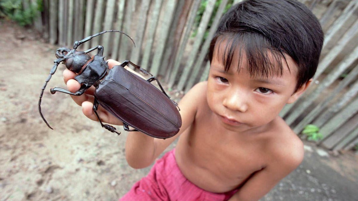 Dynastes Hercules Hercules