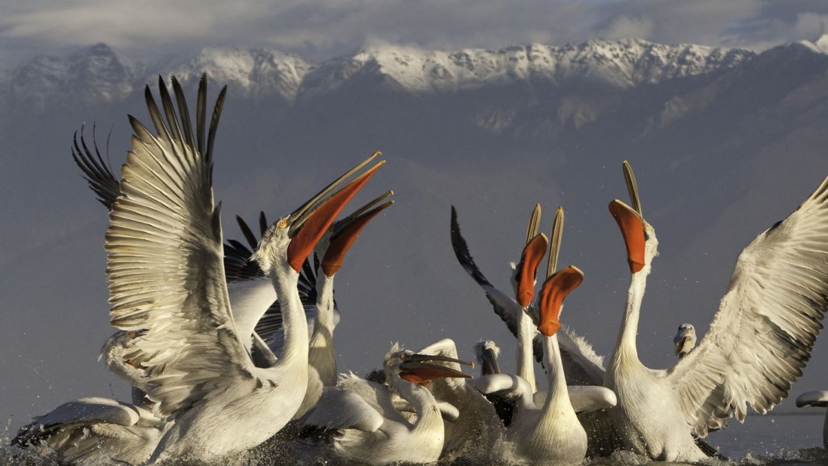 Мир природы. Птицы