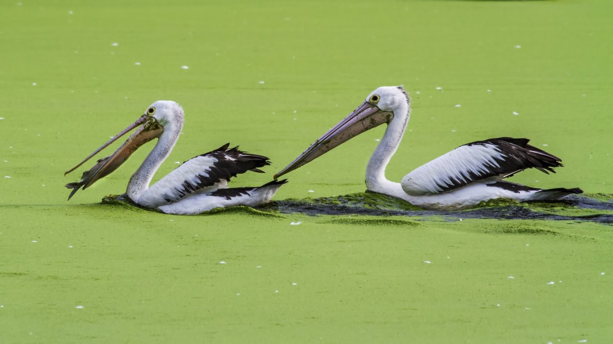 Пеликан анфас