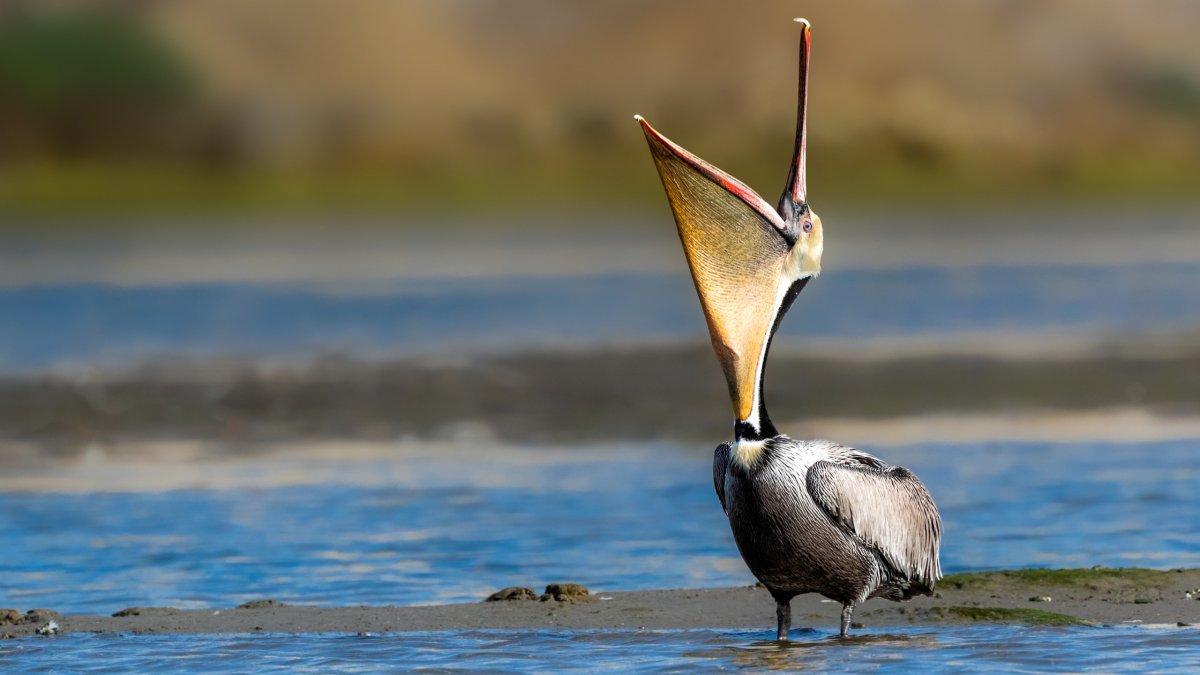 Клюв пеликана