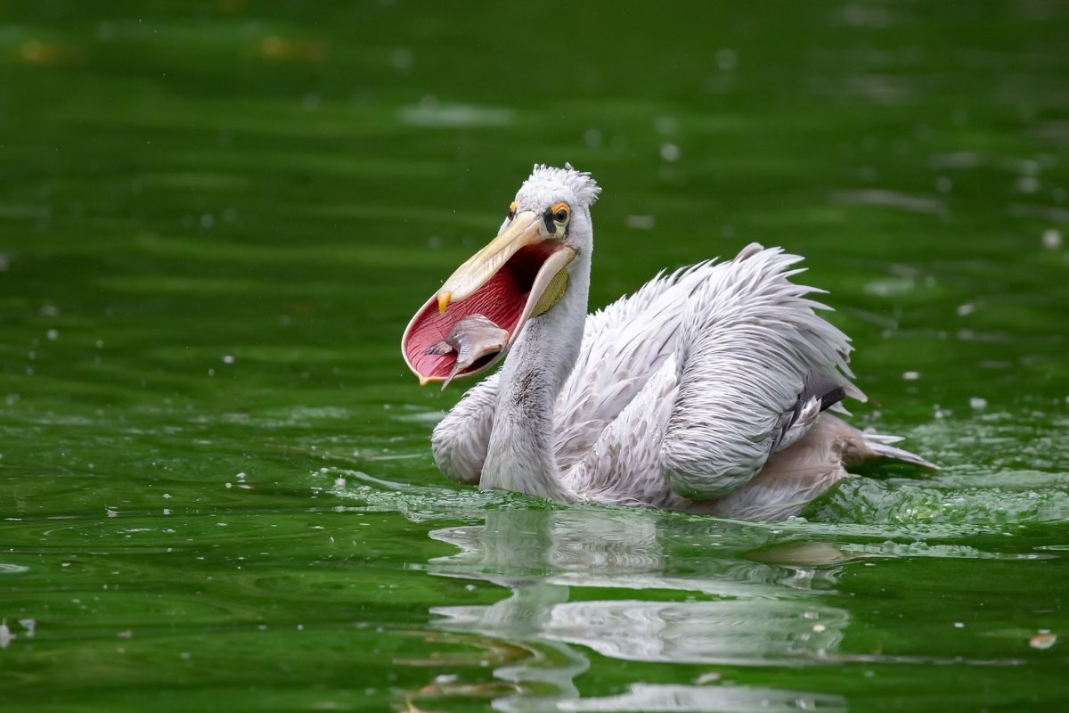 Пеликан фото для детей