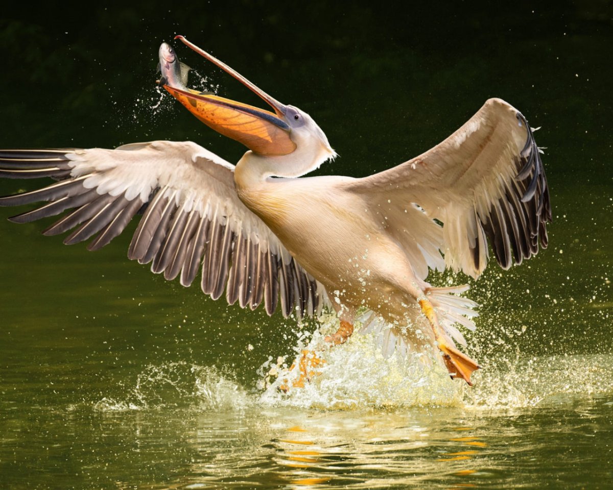 Пеликан и собака