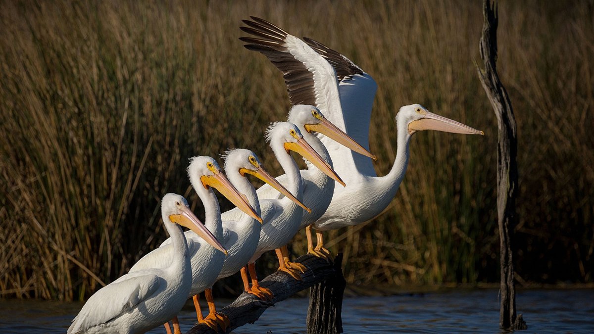 Пеликан сидит