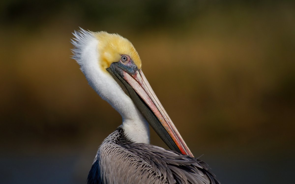 Символ учителя года Пеликан картинки Формат a3