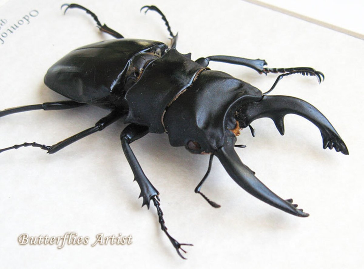 Мантикора жужелица