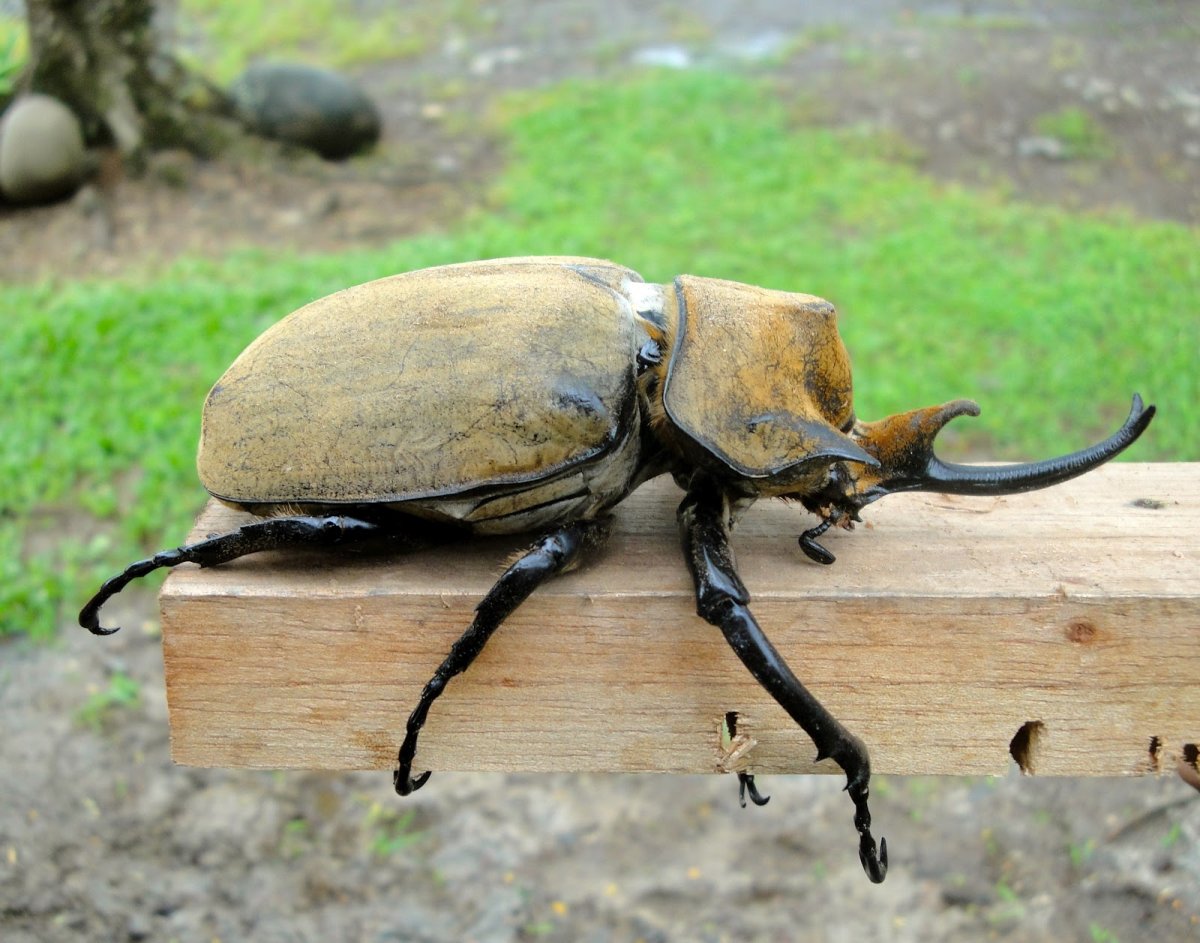 Жук дровосек Титан интересные факты