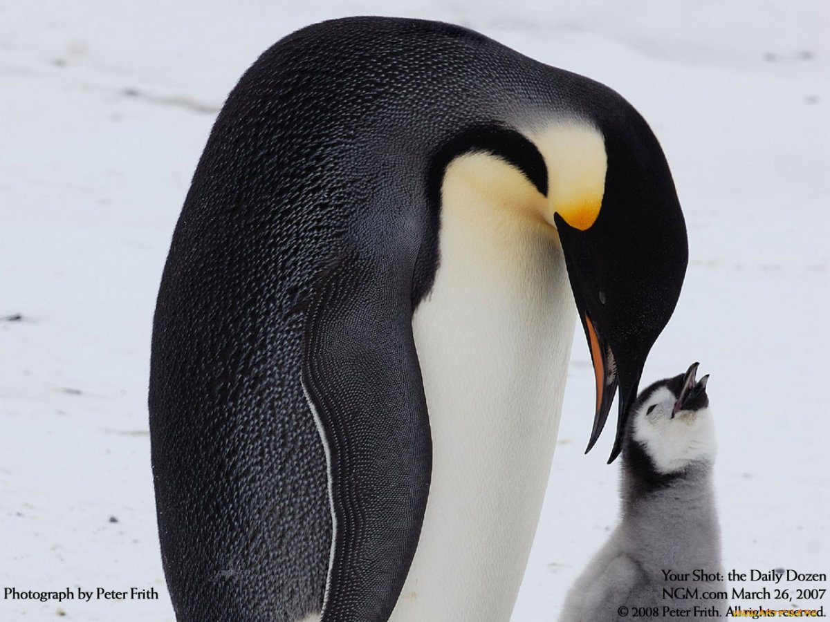 Дальневосточный Пингвин