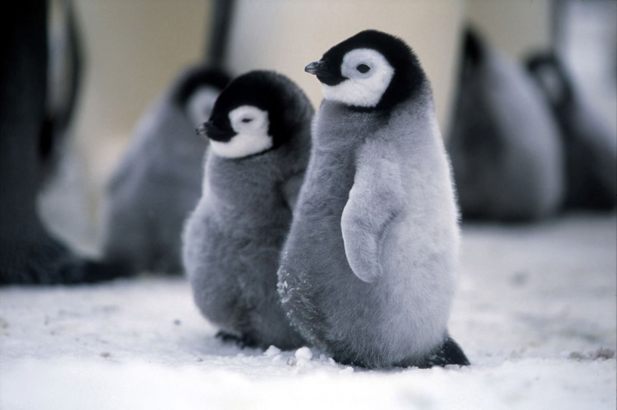 Милые Пингвинята