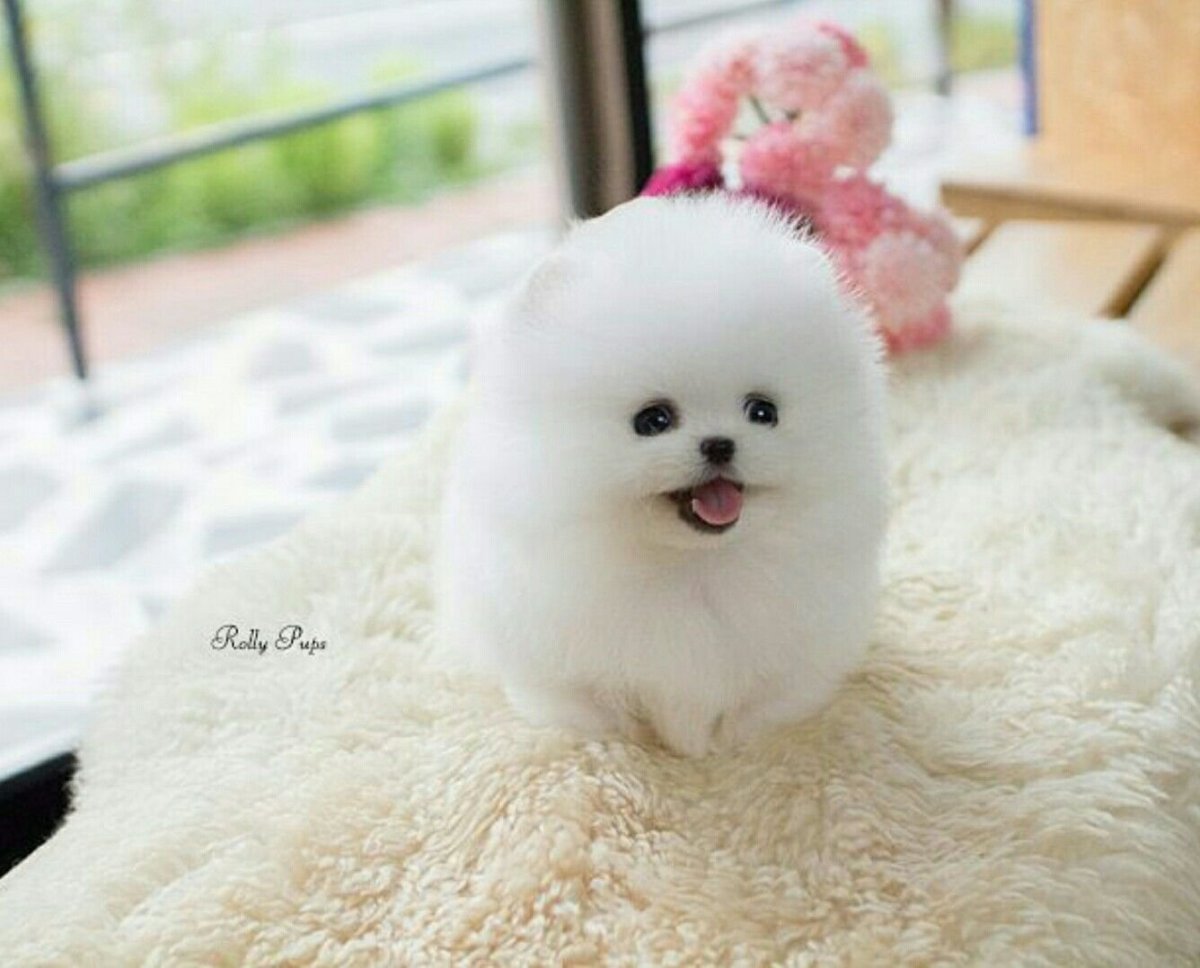 Померанский шпиц белый корейский