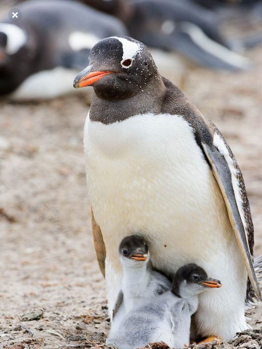 Детеныш пингвина