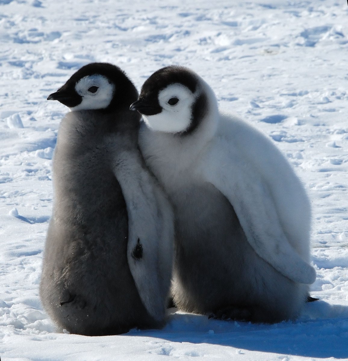 Пингвин маленький