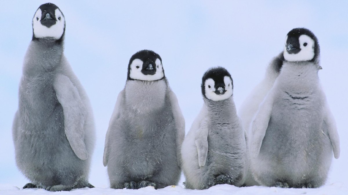 Эволюция пингвинов