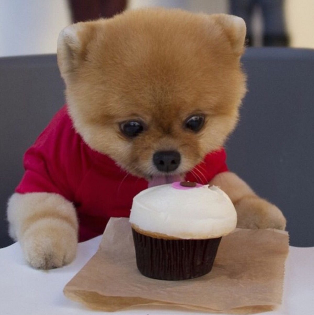 Померанский шпиц jiffpom белый