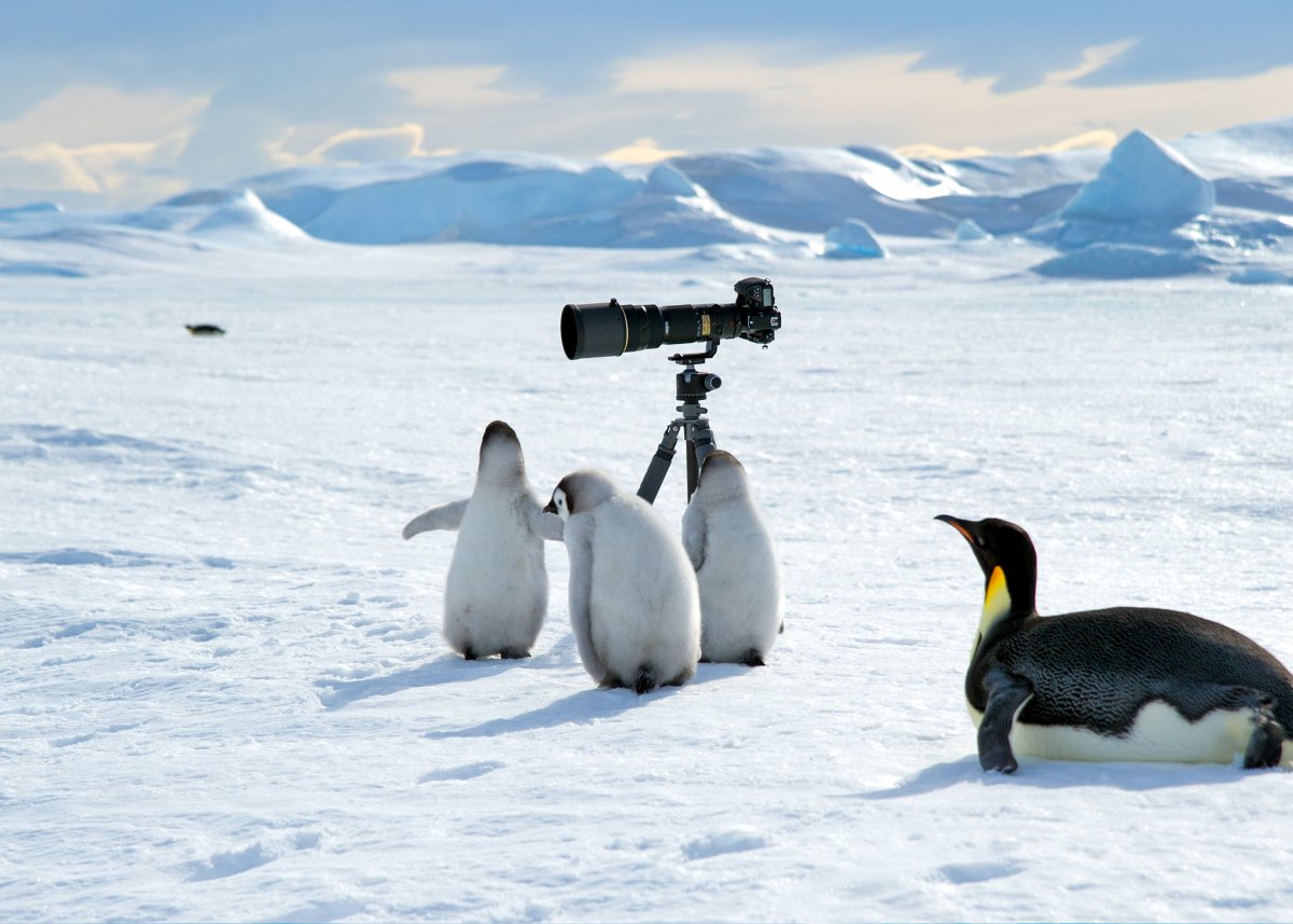 Туристы фотографируют пингвинов