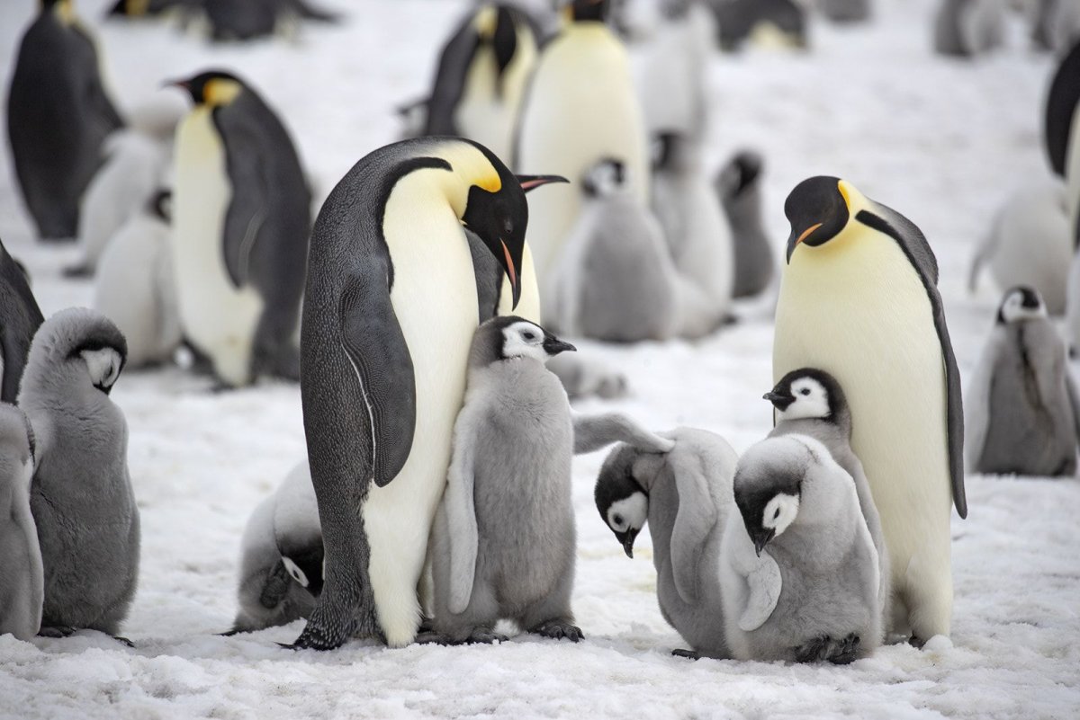 Красный Пингвин