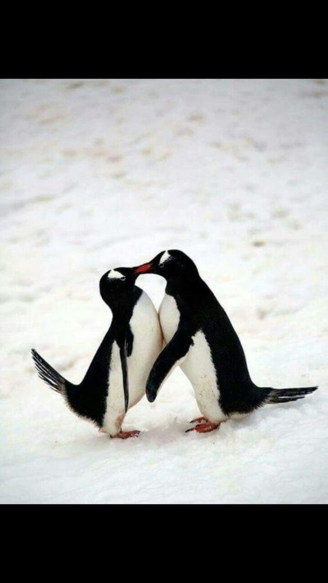 Пингвины обнимаются