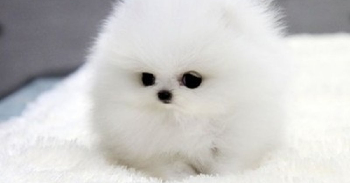 Померанский шпиц Teacup.