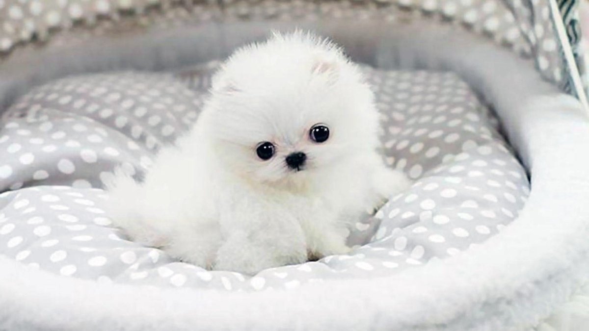 Померанский шпиц Teacup.