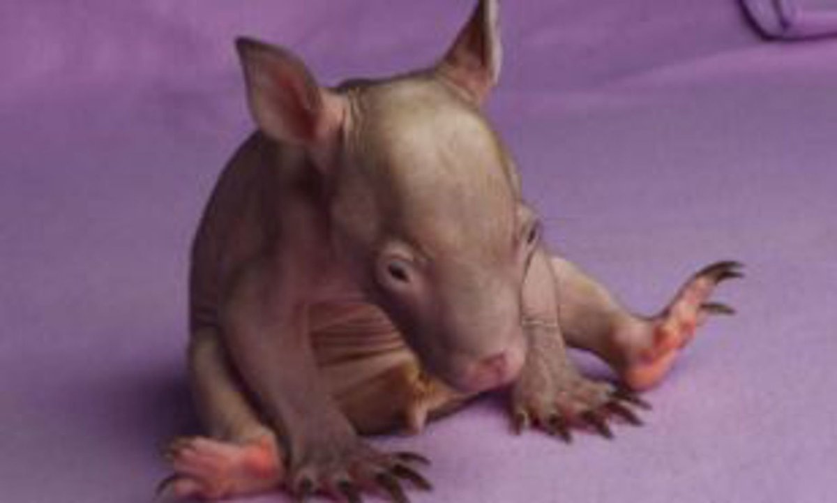 Детеныш кролика