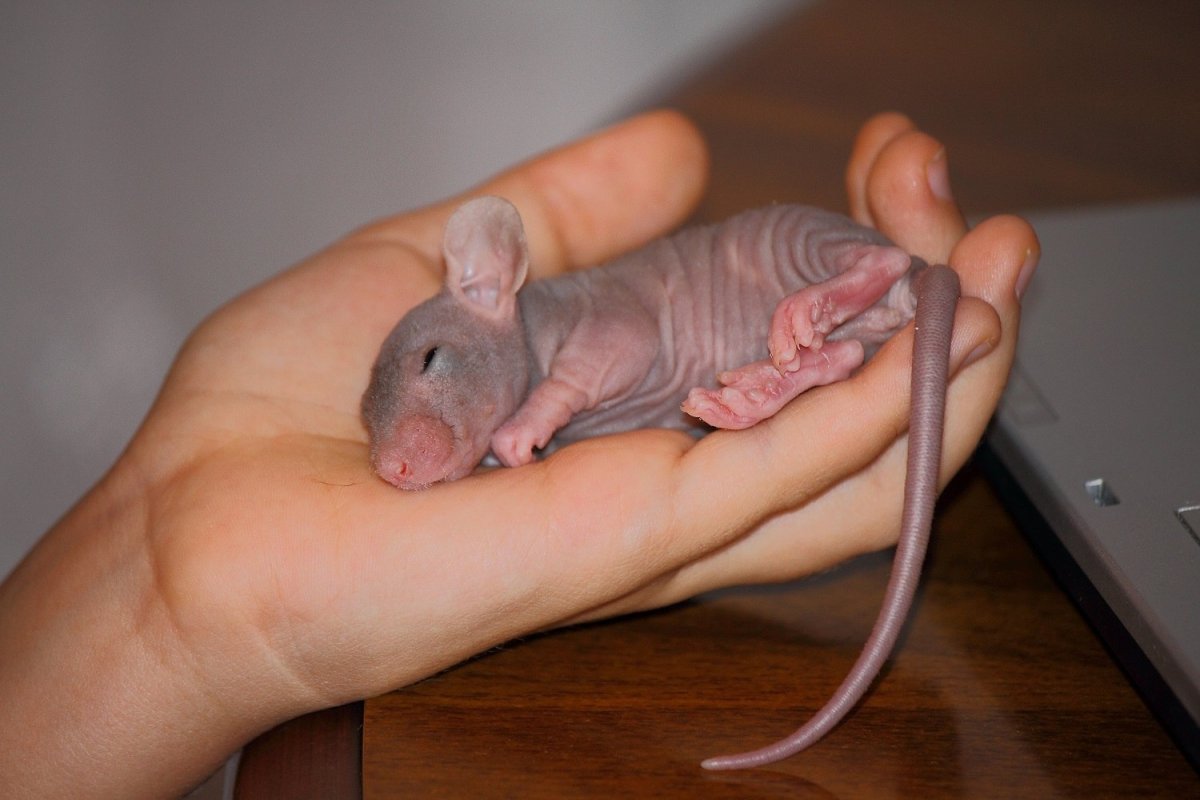 Лысые крысы порода