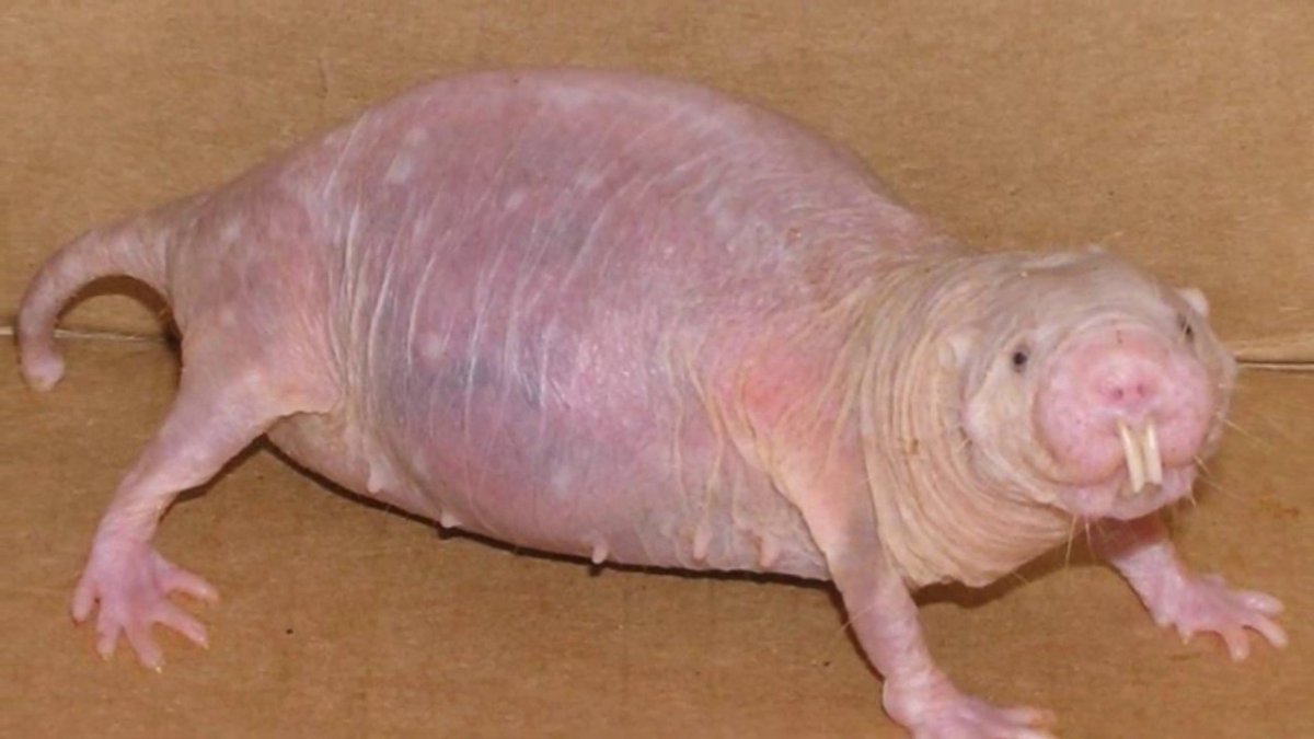 Лысые крысы Дамбо