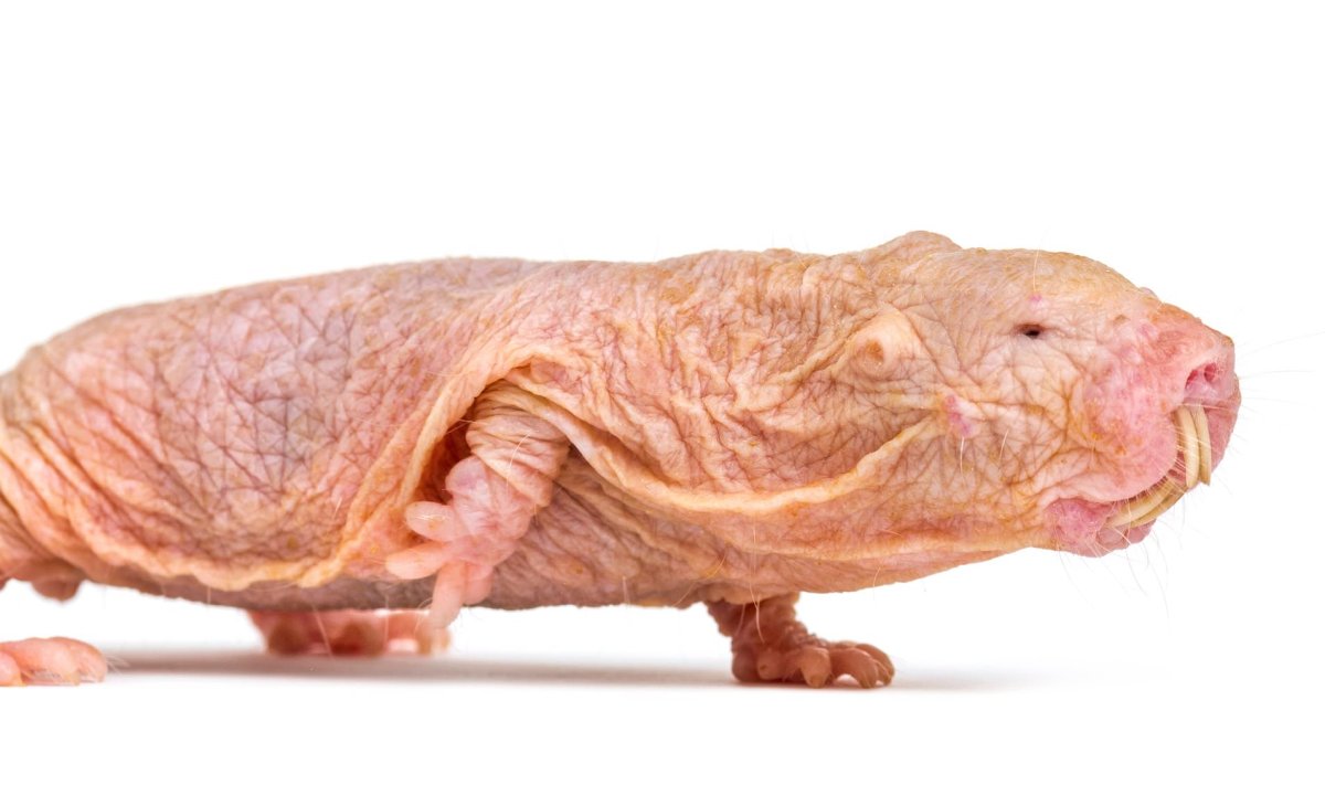 Крыса сфинкс Дамбо рекс