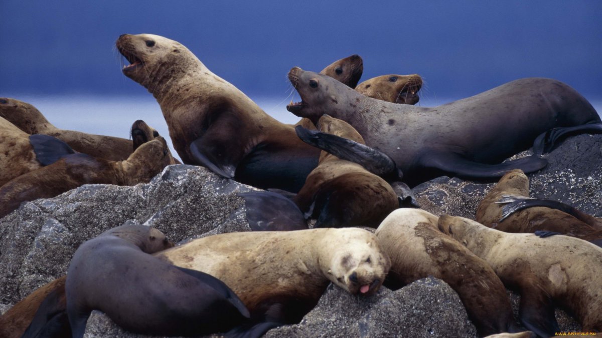 Остров Тюлений