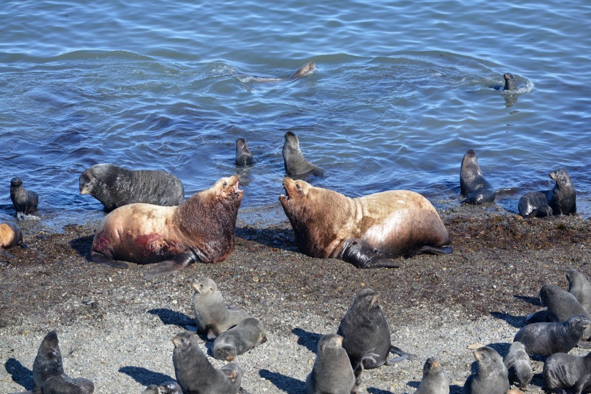 Лежбище тюленей Намибия