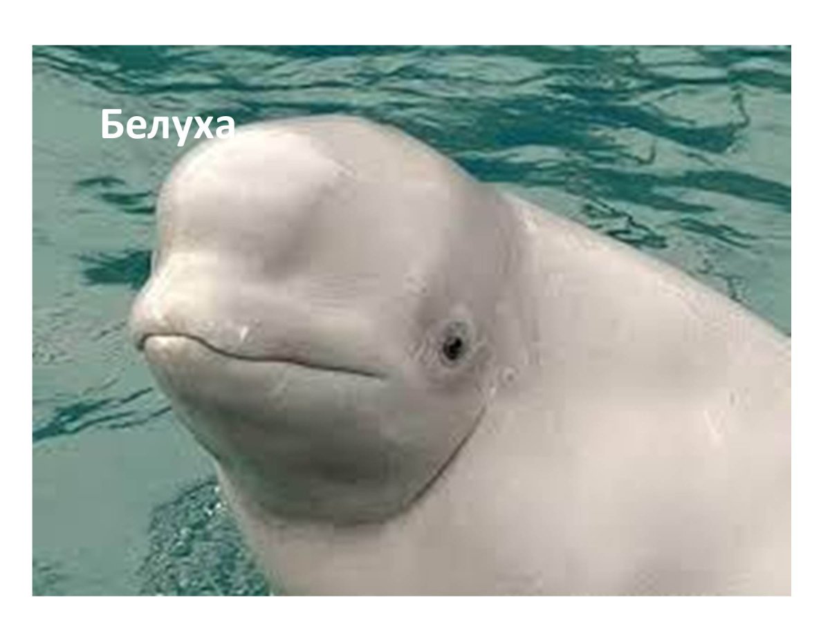 Дельфин с большим лбом