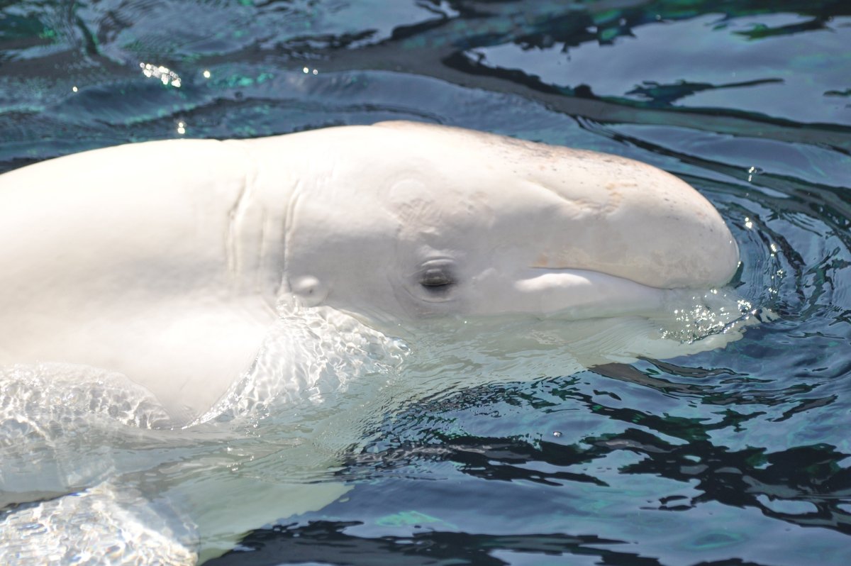 Челнинский Дельфин Белуха