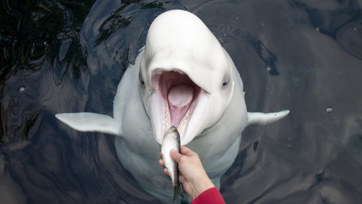 Белый Дельфин Белуха