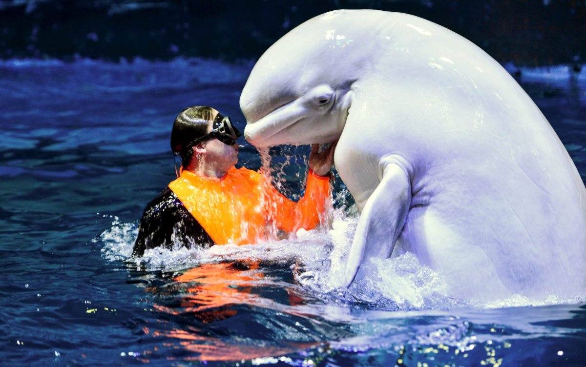 Касатка Дельфин и Белуха