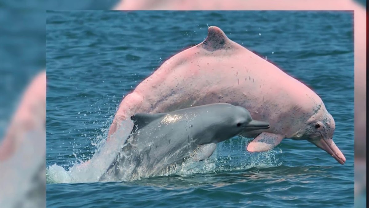 Дельфин со лбом