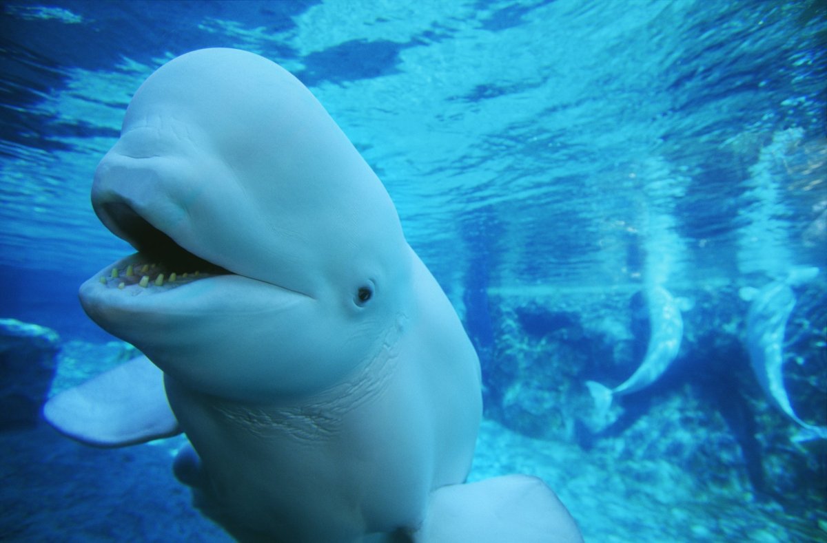 Северный Дельфин Белуха