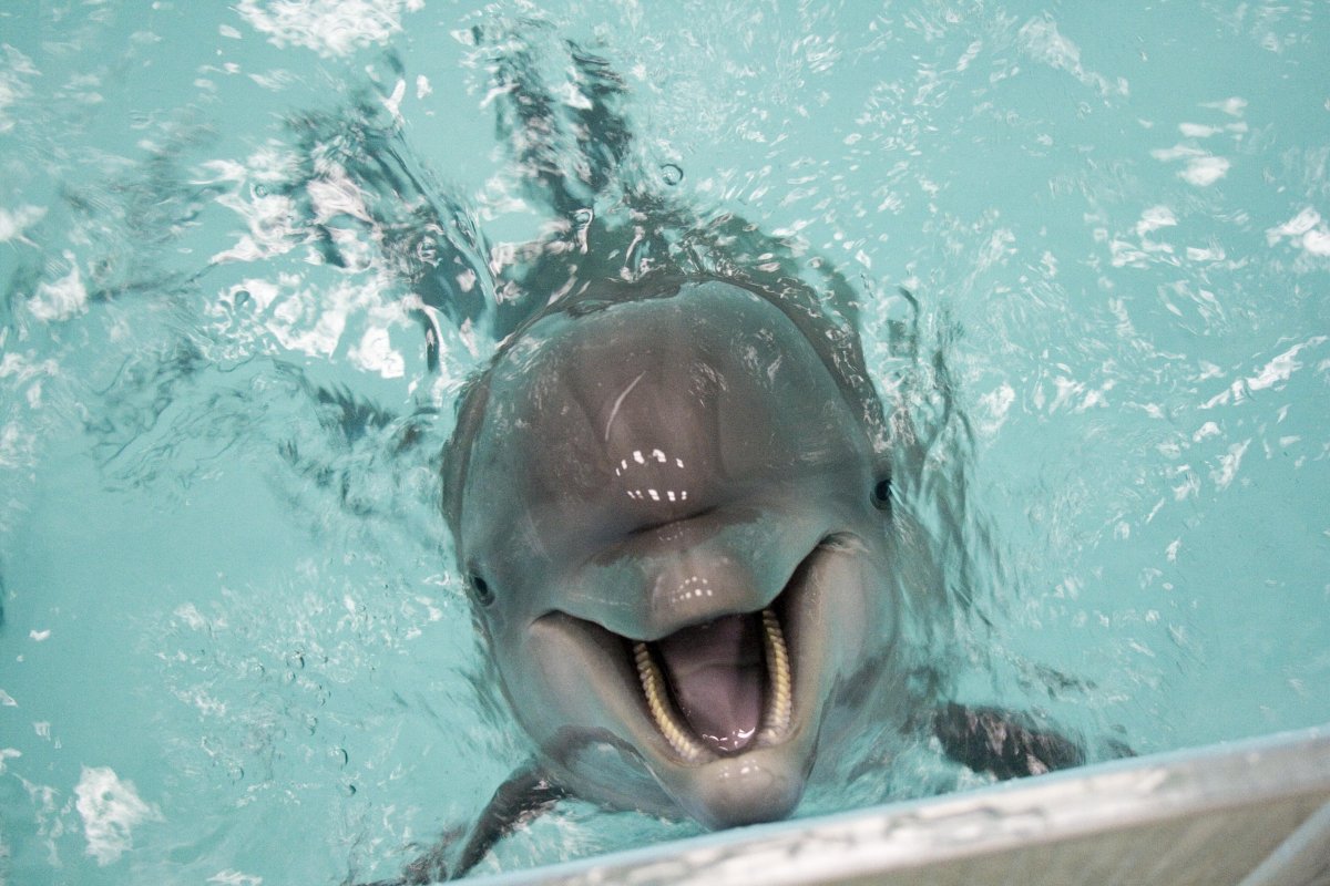 Дельфин радуется