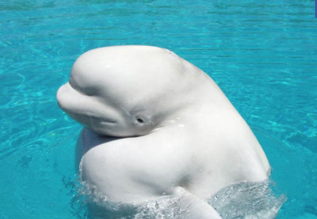 Арктическая Белуха